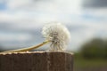 Morning landscape,ÃÂ White dandelion with green background, nature green backgound